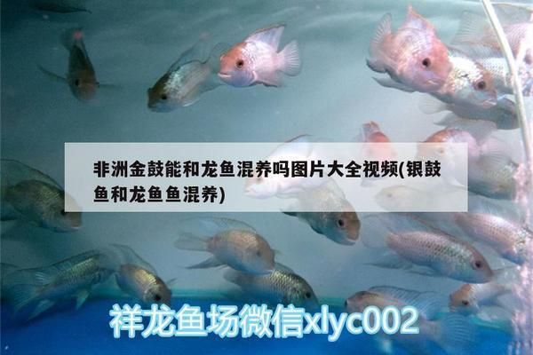 銀鼓魚苗與龍魚混養的水質要求：銀鼓魚苗與龍魚混養時的水質要求