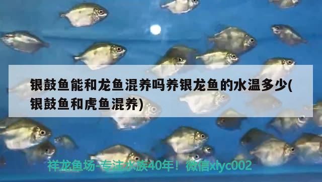 銀鼓魚苗與龍魚混養的水質要求：銀鼓魚苗與龍魚混養時的水質要求