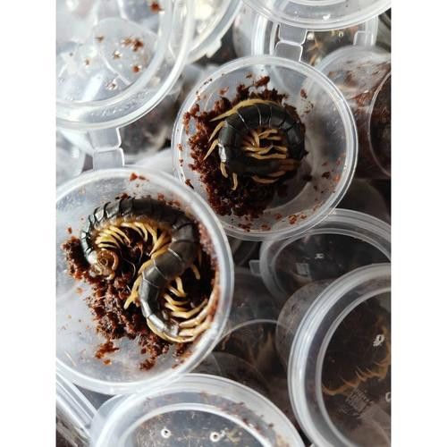 如何保持紅龍魚腮部顏色鮮艷？