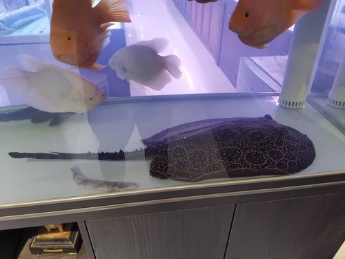 金龍魚和什么魚混養不打架呢圖片