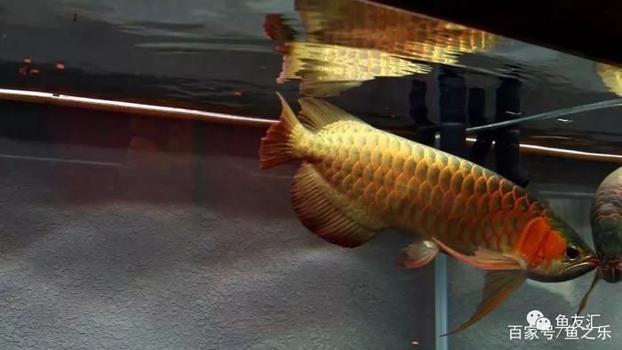 龍魚喂小活魚好嗎：喂食小活魚是一種常見的做法，冷凍魚苗對(duì)龍魚的影響 龍魚喂小活魚好嗎：喂食小活魚是一種常見的做法，冷凍魚苗對(duì)龍魚的影響 龍魚百科 第2張