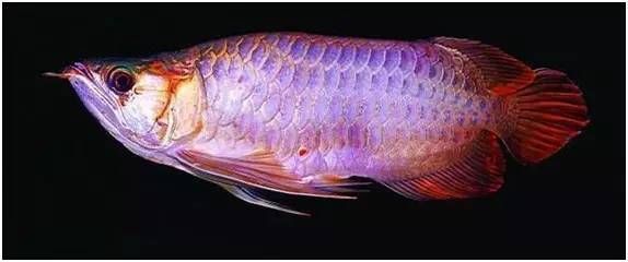 龍魚寬身高背，寬身龍魚與高背龍魚的區(qū)別