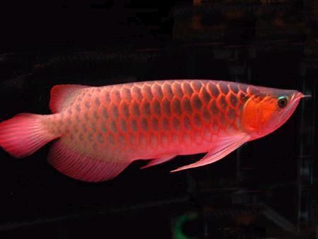 龍魚寬身高背，寬身龍魚與高背龍魚的區(qū)別