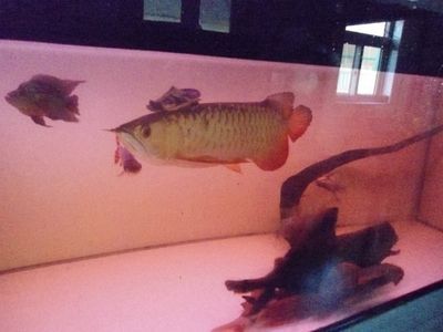 紅龍魚金龍魚哪個好養些：紅龍魚和金龍魚哪個好養些