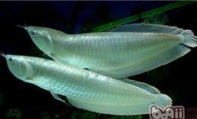 龍魚(yú)呆在水底不游動(dòng)了：當(dāng)您發(fā)現(xiàn)龍魚(yú)呆在水底不游動(dòng)時(shí)