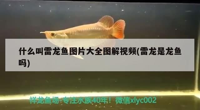 雷龍魚百度百科大全