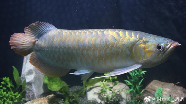 淡水龍魚圖片高清