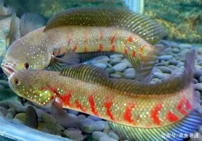 雷龍魚種類，雷龍魚市場價格趨勢分析