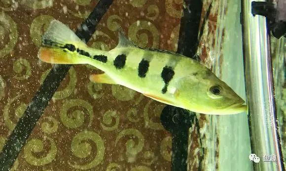 為什么龍魚不能喂活泥鰍呢：為什么龍魚不能喂活泥鰍