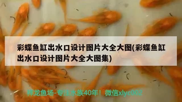 彩蝶魚缸出水口設計圖片大全大圖(彩蝶魚缸出水口設計圖片大全大圖集)