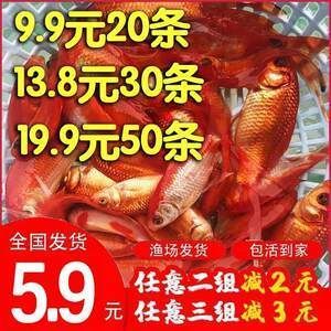 紅龍魚十大漁場排名榜最新：紅龍魚十大漁場排名 紅龍魚十大漁場排名榜最新：紅龍魚十大漁場排名 龍魚百科 第1張