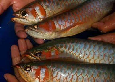 紅龍魚十大漁場排名榜最新：紅龍魚十大漁場排名 紅龍魚十大漁場排名榜最新：紅龍魚十大漁場排名 龍魚百科 第2張