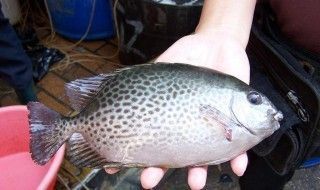 銀鼓魚苗混養食物選擇策略：銀鼓魚苗混養時的食物選擇