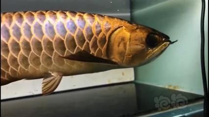 古典金龍魚能長多大（金龍魚養(yǎng)多久能長多大金龍魚養(yǎng)多久能長多大）