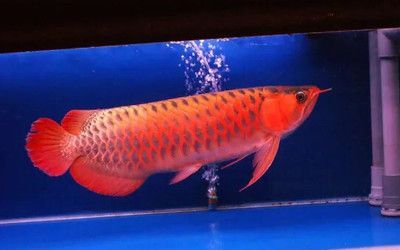 龍魚尾巴的肉爛了能恢復：龍魚尾巴爛了是否能恢復