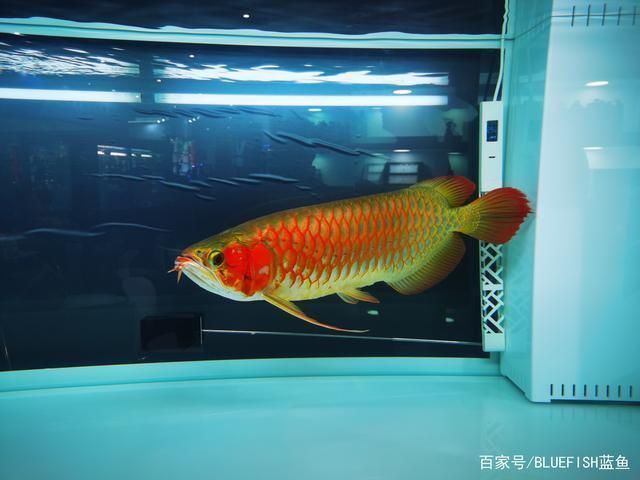 紅龍魚吃飼料可以嗎怎么喂（紅龍魚吃飼料可以嗎）