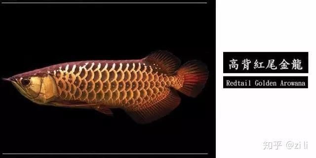 龍魚等級一二三四梯隊