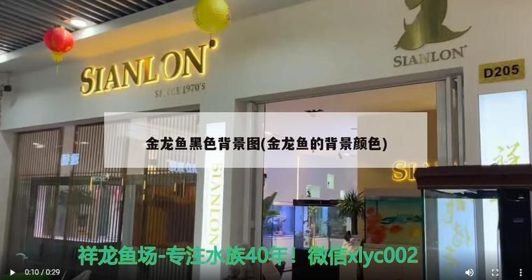 金龍魚用黑背景要多久（如何判斷金龍魚使用黑背景要多久） 金龍魚用黑背景要多久（如何判斷金龍魚使用黑背景要多久） 龍魚百科 第3張