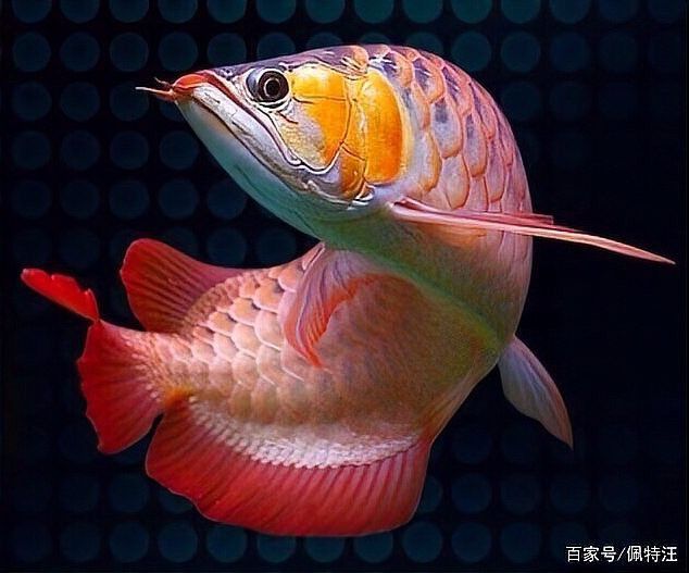 金龍魚受傷后需要停食多久？