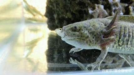龍魚莫名其妙撞缸了什么原因引起的：如何改善龍魚撞缸的現(xiàn)象