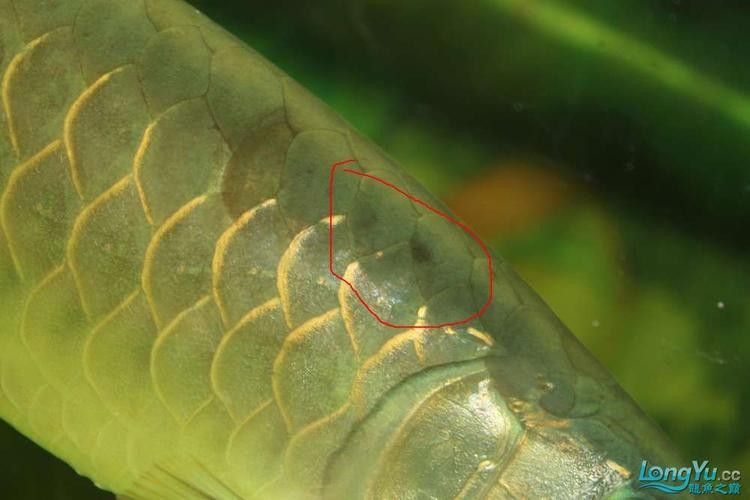 銀龍魚身上有黑點圖片