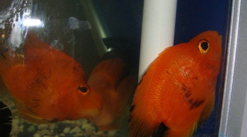 銀龍魚身上有黑點圖片