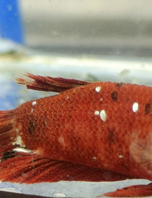 銀龍魚身上有黑點圖片