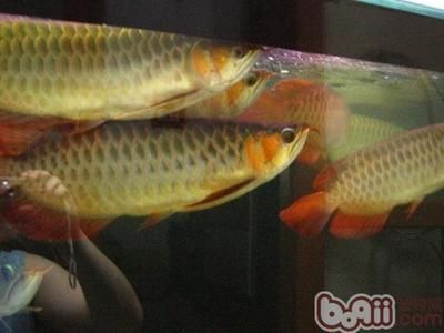 龍魚配魚什么魚最好養(yǎng)活：與龍魚混養(yǎng)的注意事項，蝴蝶鯉的選購技巧