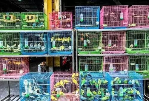 在廣州買龍魚的地方在哪里啊