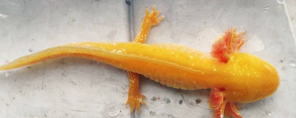 六角恐龍魚尾巴有白點(diǎn)：六角恐龍魚傷口護(hù)理技巧