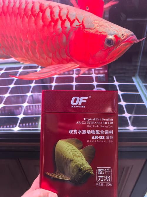 紅龍魚品牌排行榜圖片