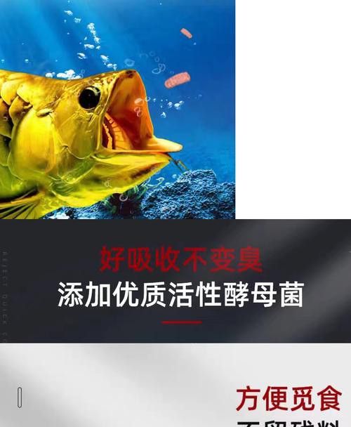 紅龍魚品牌排行榜圖片