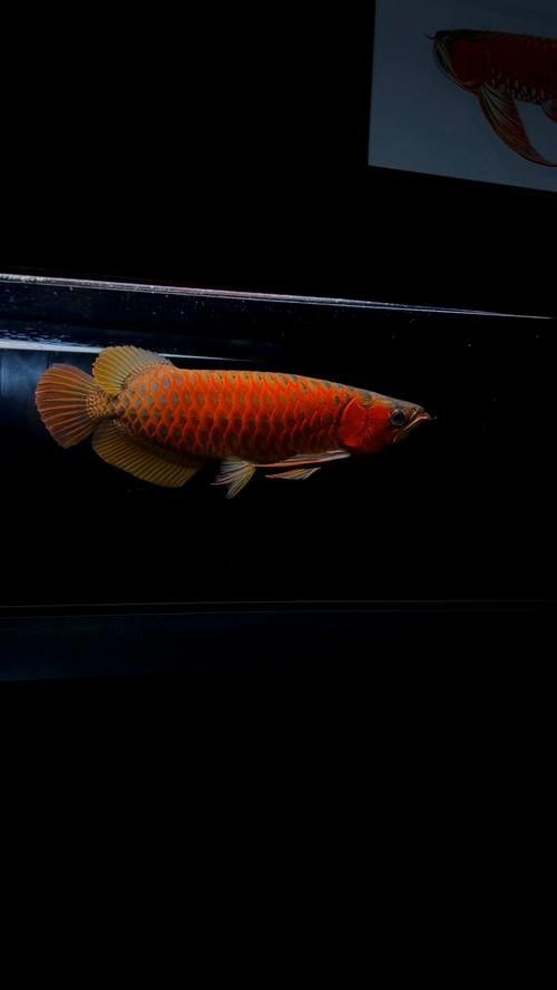 紅龍魚品牌排行榜圖片