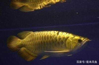 金龍魚是指什么生肖【金龍魚是指什么生肖是指什么生肖是指什么生肖】 金龍魚是指什么生肖【金龍魚是指什么生肖是指什么生肖是指什么生肖】 龍魚百科 第3張