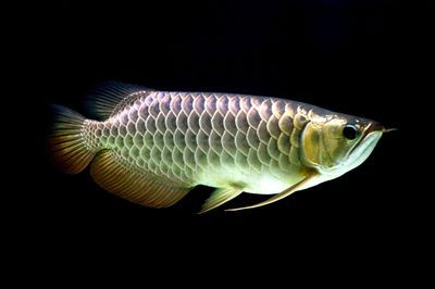 金龍魚是指什么生肖【金龍魚是指什么生肖是指什么生肖是指什么生肖】 金龍魚是指什么生肖【金龍魚是指什么生肖是指什么生肖是指什么生肖】 龍魚百科 第1張