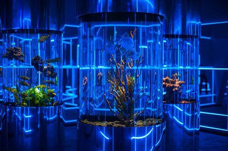 龍魚燈光擺放位置圖：龍魚缸中燈光的擺放位置