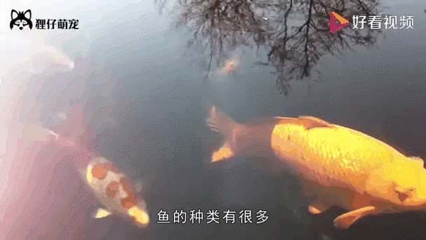 如何判斷金龍魚的營養是否充足？ 如何判斷金龍魚的營養是否充足？ 龍魚百科 第3張
