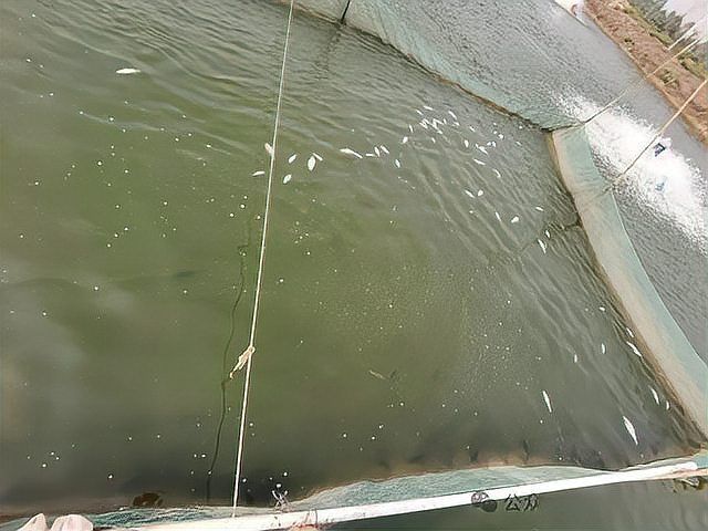 魚細(xì)菌感染怎么處理
