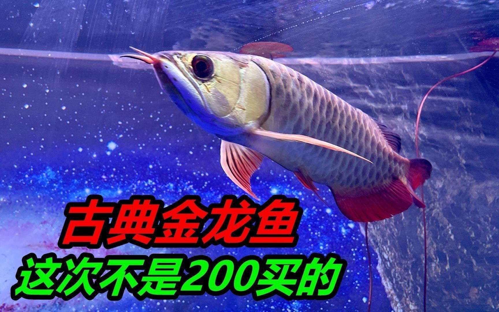 金龍魚的血統特征有哪些？ 金龍魚的血統特征有哪些？ 龍魚百科 第6張