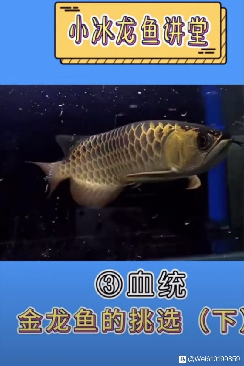 金龍魚的血統特征有哪些？ 金龍魚的血統特征有哪些？ 龍魚百科 第12張