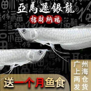 金龍魚活魚價格多少：2024年5月7日12:56:46金龍魚活魚價格多少