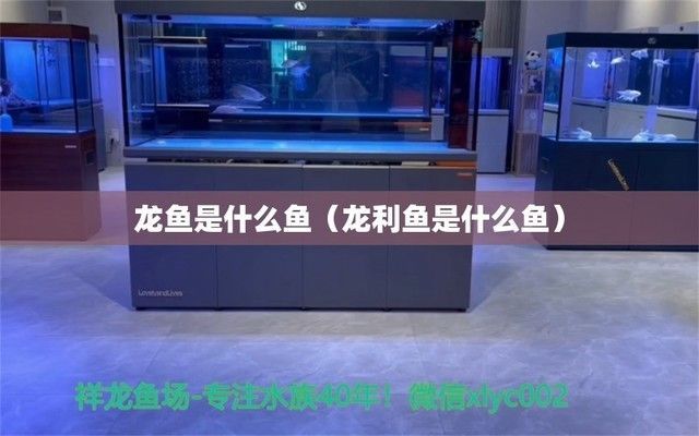 大龍魚是什么魚：大龍魚是一條體型巨大的淡水魚，擁有悠久歷史和獨特魅力的大龍魚