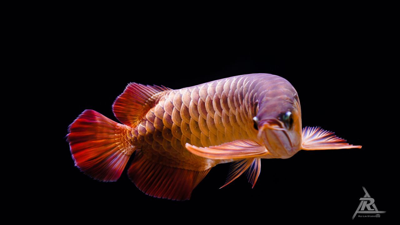 龍魚攝影作品大全(可抄)（龍魚攝影作品大全）