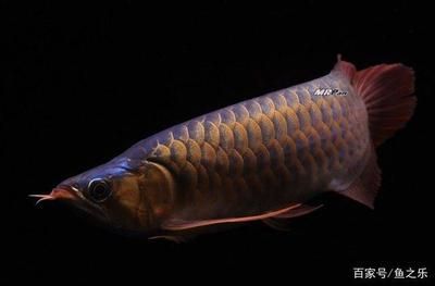 龍魚攝影作品大全(可抄)（龍魚攝影作品大全）