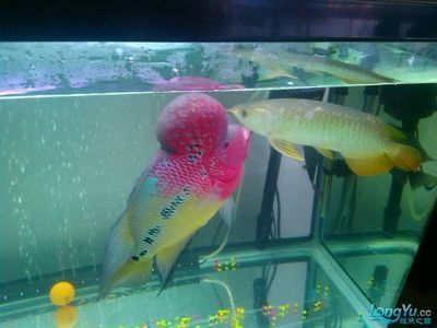 龍魚養幾條好：關于龍魚養幾條好問題的分析