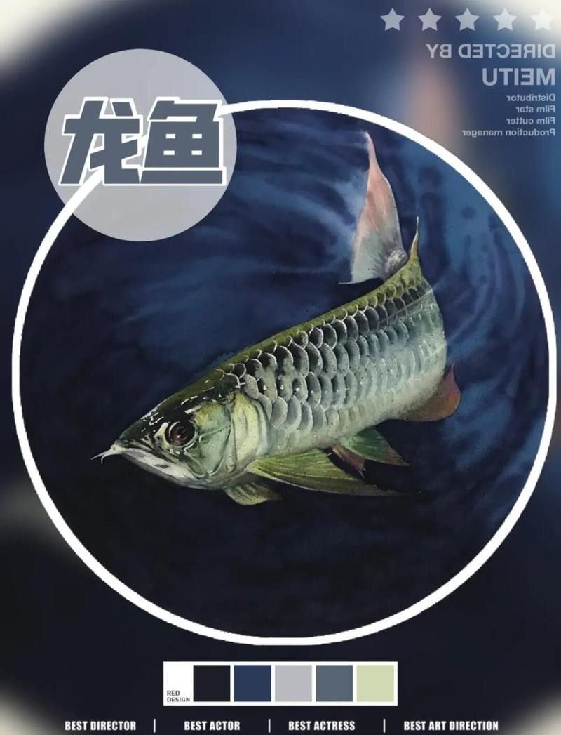 銀龍魚用什么顏色的背景帖紙畫