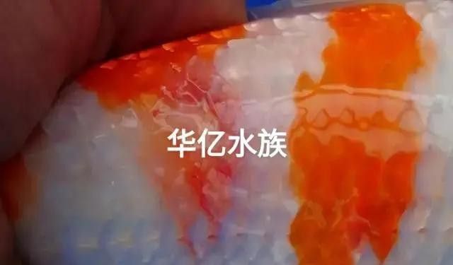 火龍魚身上有白膜怎么回事