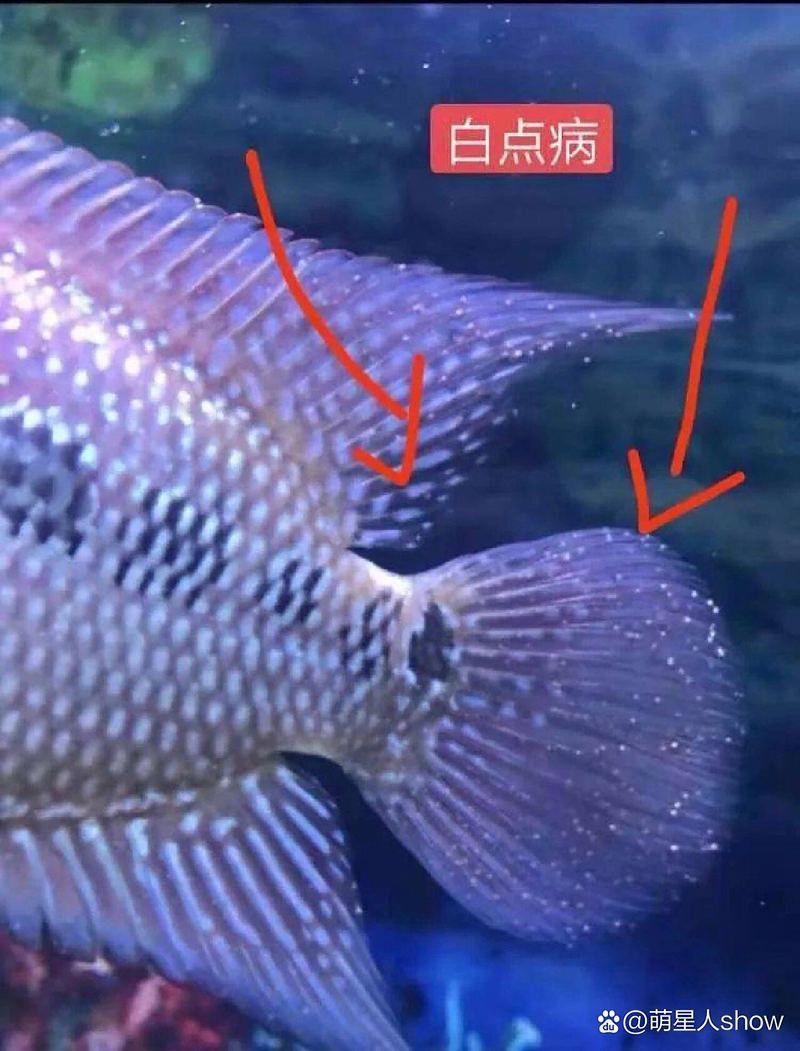 火龍魚身上有白膜怎么回事