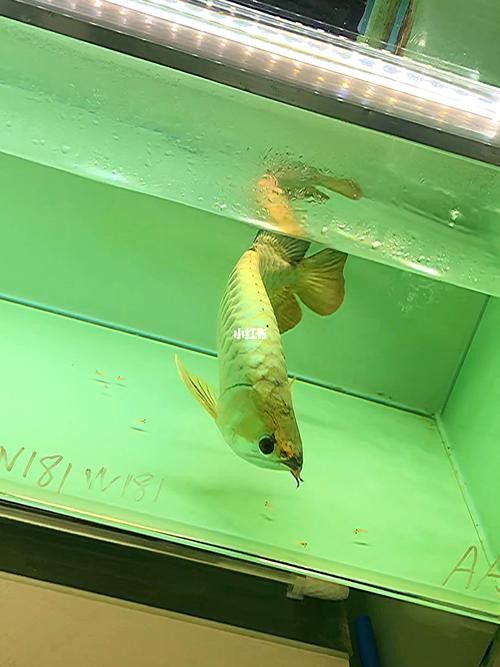 金龍魚為什么魚食最好