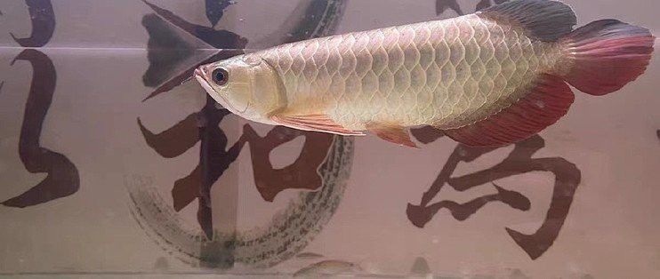 金龍魚為什么魚食最好